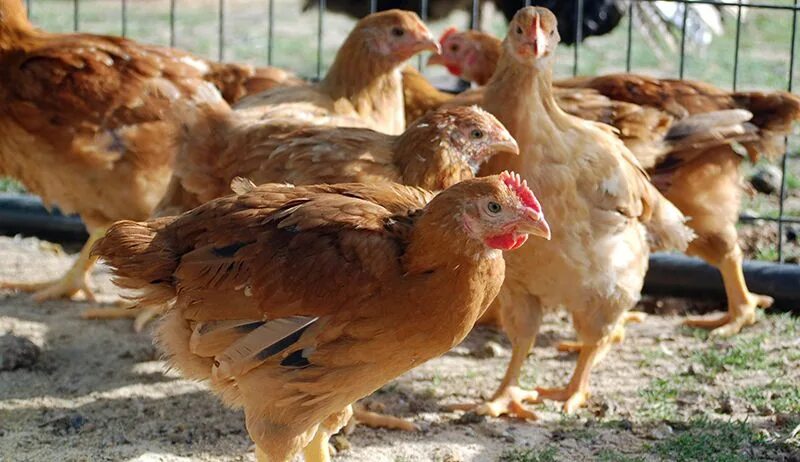 Редбро куры описание фото отзывы Raising Meat Chickens In Your Backyard - Hobby Farms Raising meat chickens, Back