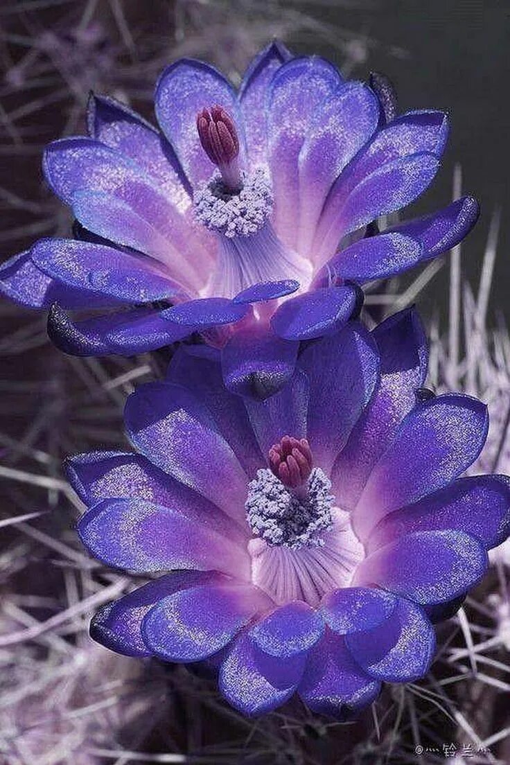 Редчайшие цветы на планете фото Purple Cactus Flower Unusual flowers, Rare flowers, Purple flowers