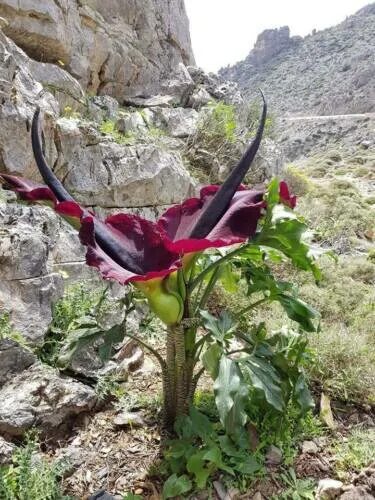 Редчайшие цветы на планете фото Dragon arum Dracunculus vulgaris 5 fresh seeds eBay