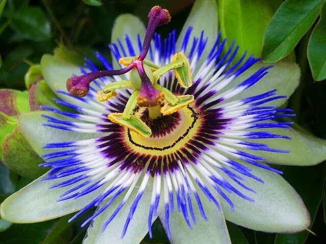 Редчайшие цветы на планете фото Pin by Jitz Jitz on Flowers Beautiful flowers photos, Passion fruit flower, Beau