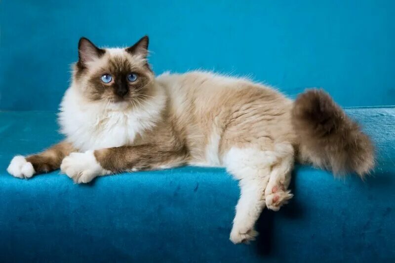 Редголд кошки фото Seal Point Ragdoll Cat Breed Info, Pictures, Temperament & Traits - Catster