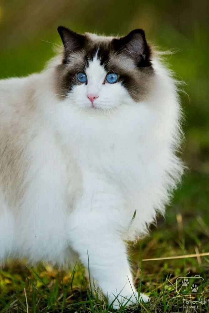 Редголд кошки фото Cats - Katzen Ragdoll cat, Cute cats, Beautiful cats