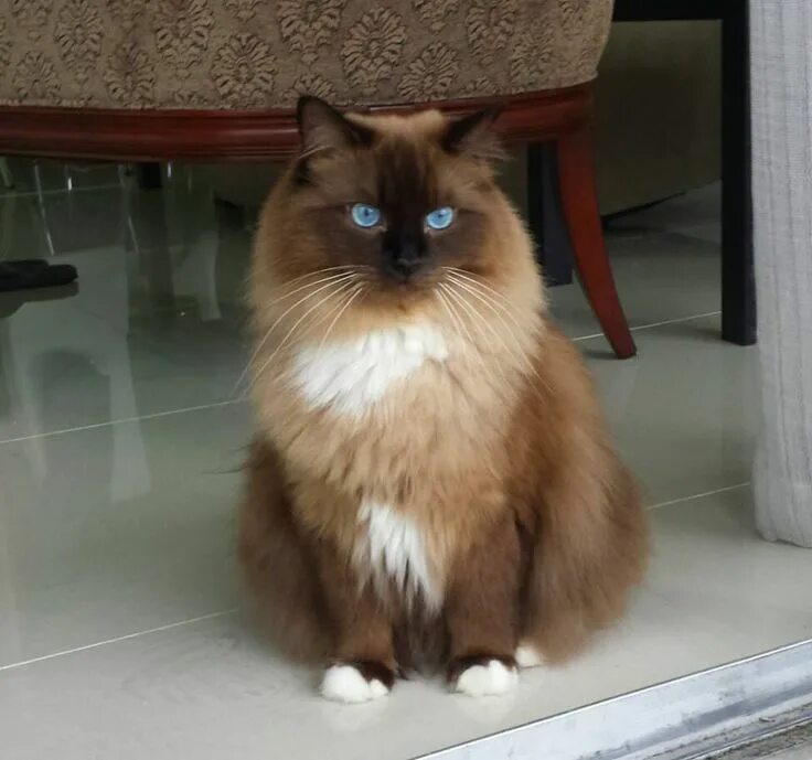 Редголд кошки фото Mitted seal mink Ragdoll teen Ragdollcatspot on FB Cute cats, Pretty cats, Cute 