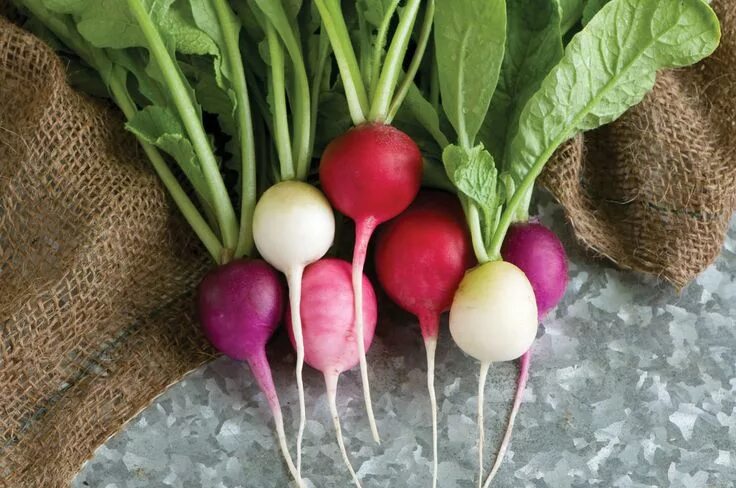 Редис фото овощ Image result for radishes Vegetable seed, Garden seeds, Radishes