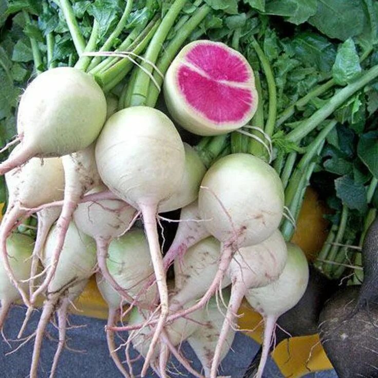 Редис фото овощ Visit to Buy 400 Watermelon Red Radish Seeds Delicious Vegetables very tasty cri