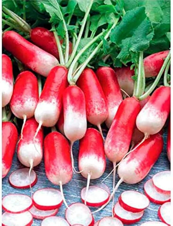 Редис французский завтрак фото Amazon.com: Icicle Radish Seeds