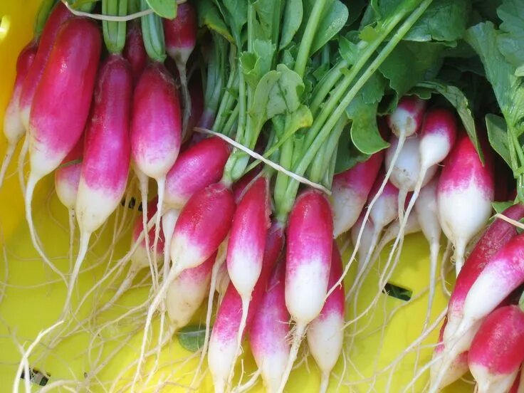 Редис французский завтрак фото French Breakfast Radish bought on ebay from GroCo 2/23/12 Breakfast radish, Fren