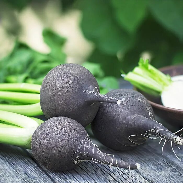 Редька черная фото овоща Black Spanish Radish - Packet Seeds, Lettuce seeds, Radish