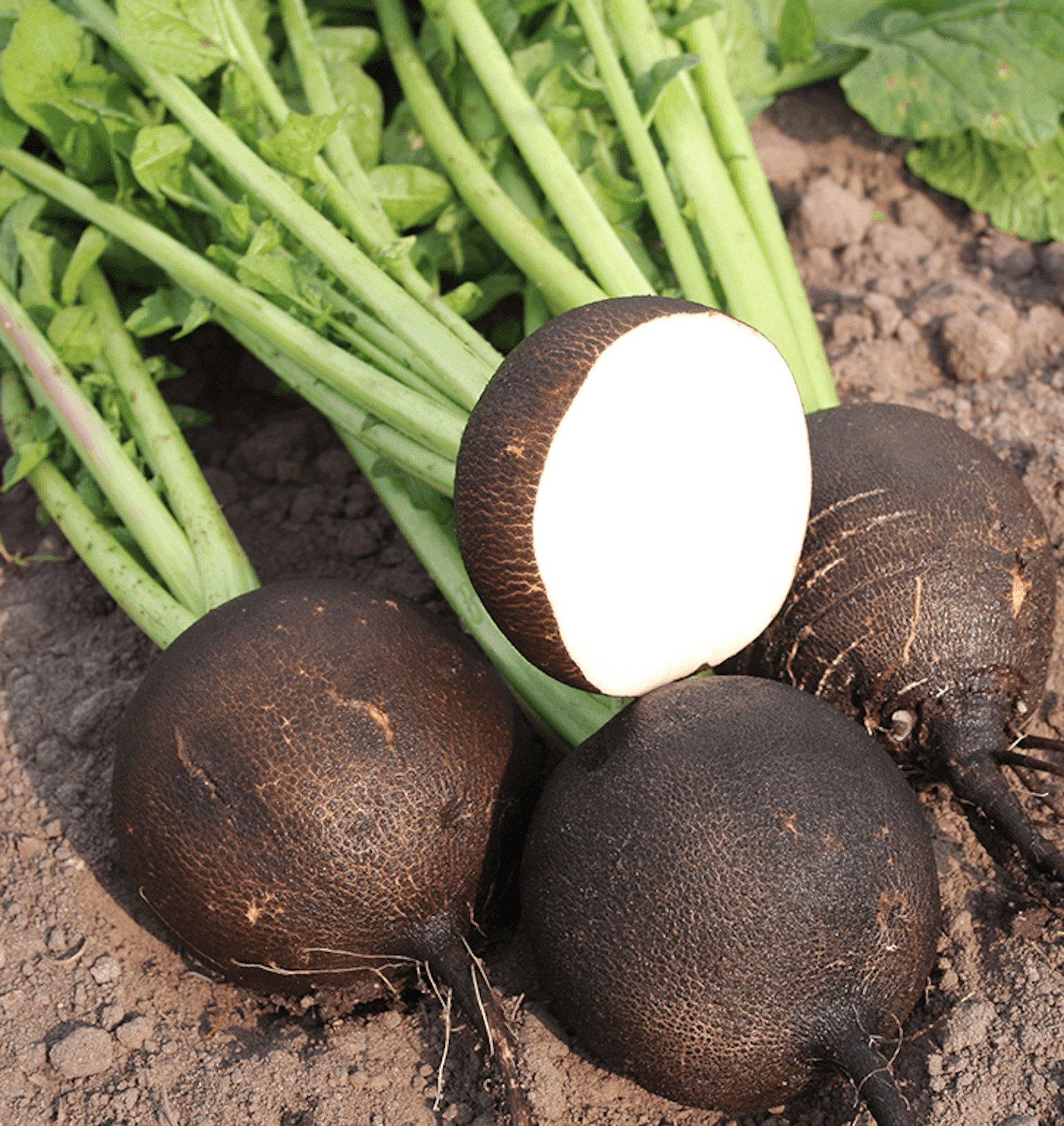 Редька черная фото овоща BLACK SPANISH RADISH SEEDS, HIRLOOM Vegetable300 seeds in 2021 Seeds, Seed savin