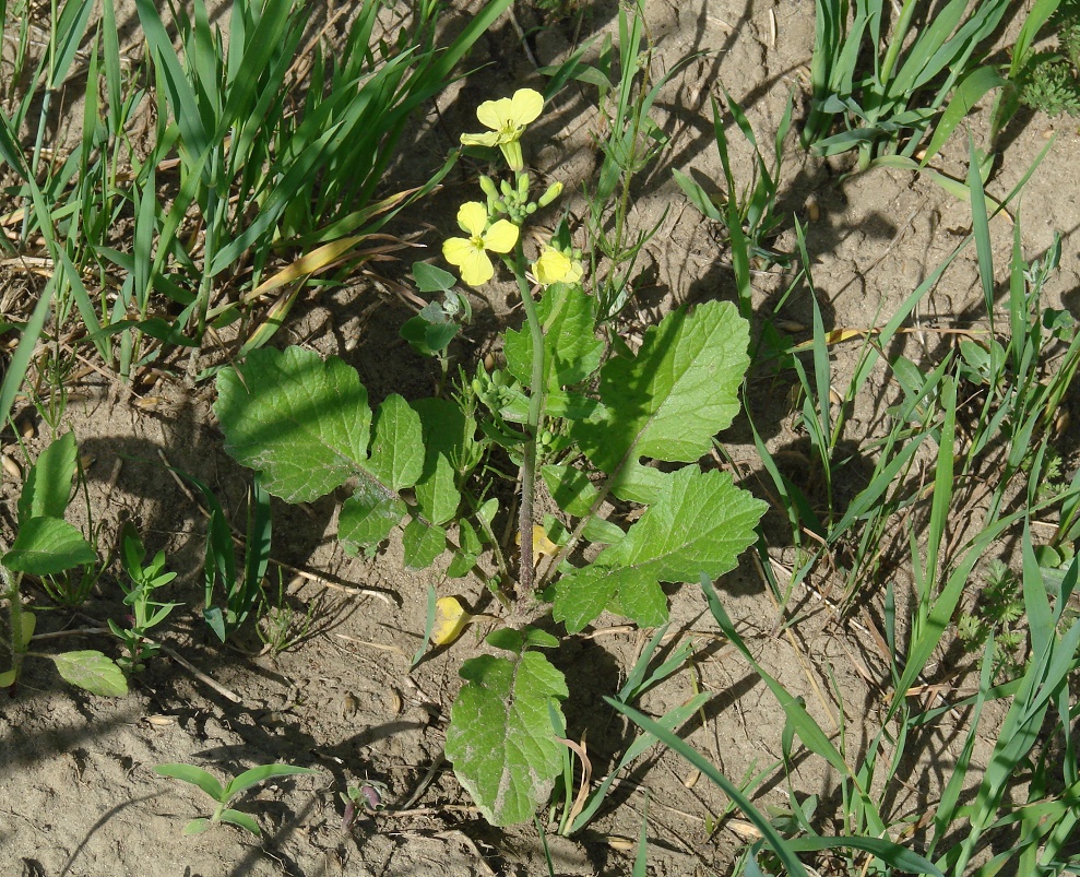 Редька дикая фото Raphanus raphanistrum - Image of an specimen - Plantarium