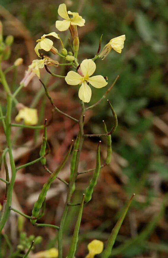 Редька дикая фото CalPhotos: Raphanus raphanistrum; Jointed Charlock