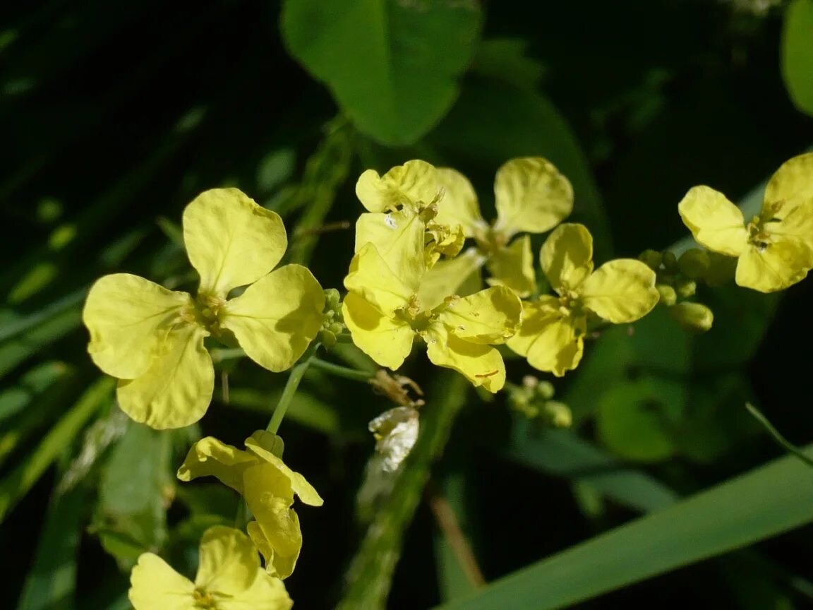 Редька дикая фото Raphanus raphanistrum - Image of an specimen - Plantarium