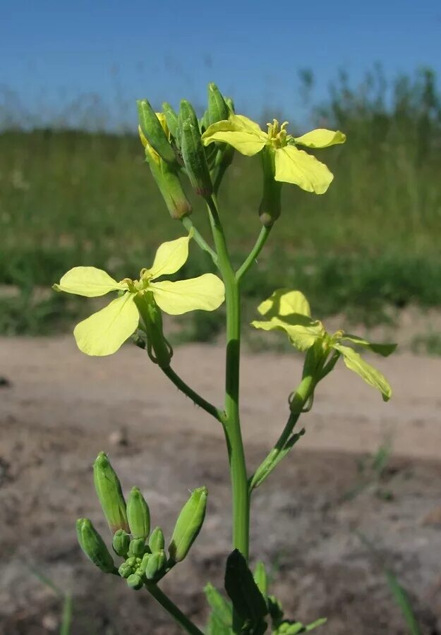 Редька дикая фото Raphanus raphanistrum - Image of an specimen - Plantarium