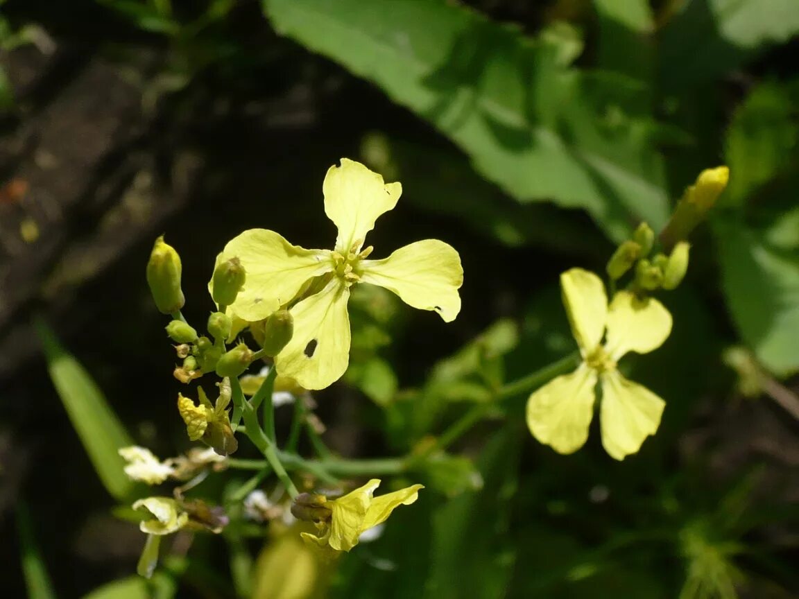 Редька дикая фото Raphanus raphanistrum - Image of an specimen - Plantarium