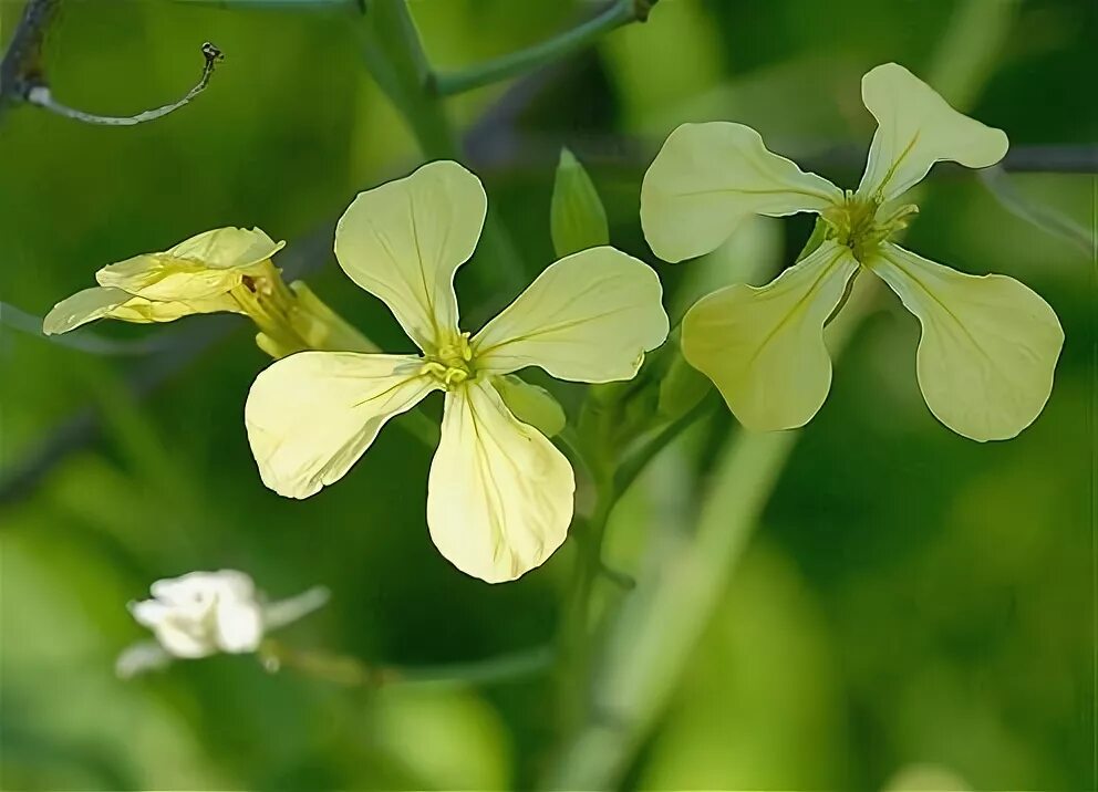 Редька дикая фото Розділ 1. Перелік, значення й застосування препаратів цієї групи (рослин у сільс