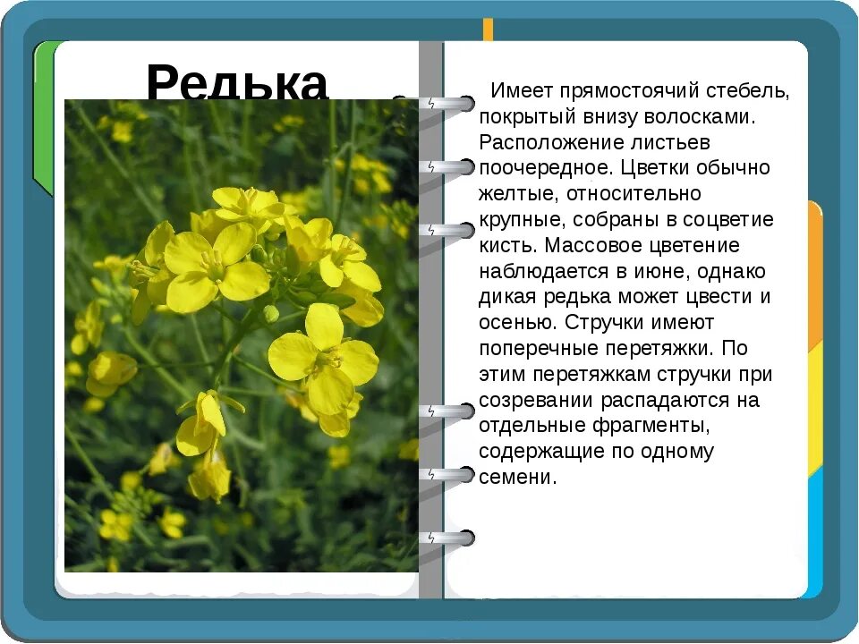 Редька дикая фото и описание К какой группе относится редька дикая: найдено 75 картинок