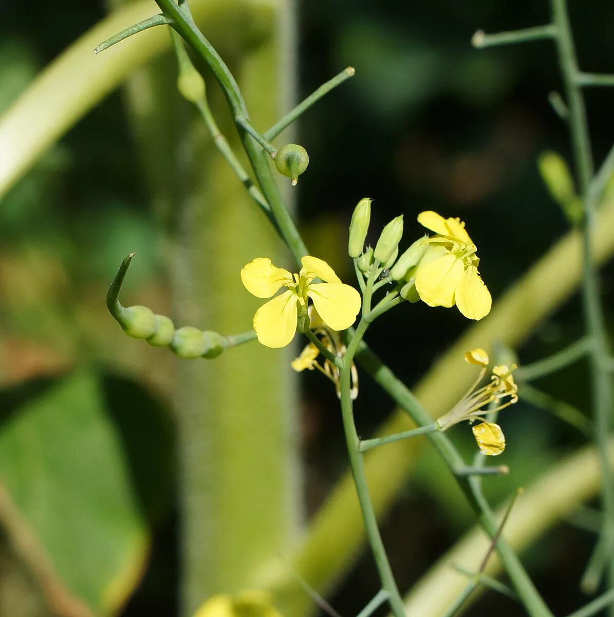 Редька дикая фото и описание Raphanus raphanistrum - Image of an specimen - Plantarium