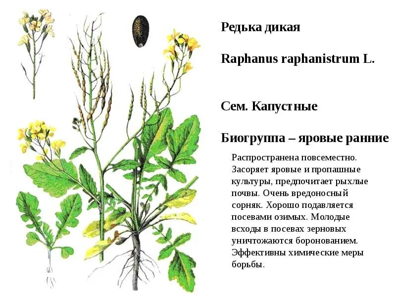 Редька дикая фото и описание Звездчатка средняя, Мокрица Stellaria mediaL. Сем. Гвоздичные