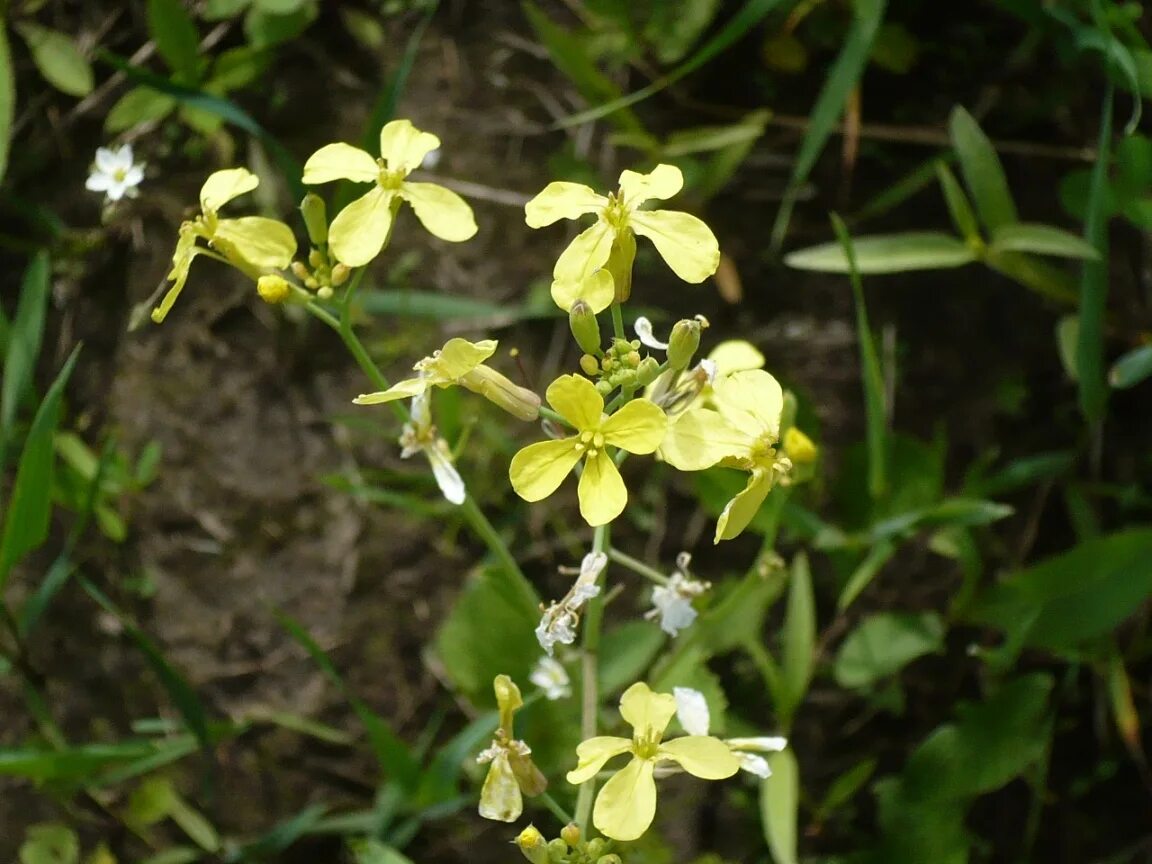 Редька дикая фото и описание Raphanus raphanistrum - Image of an specimen - Plantarium