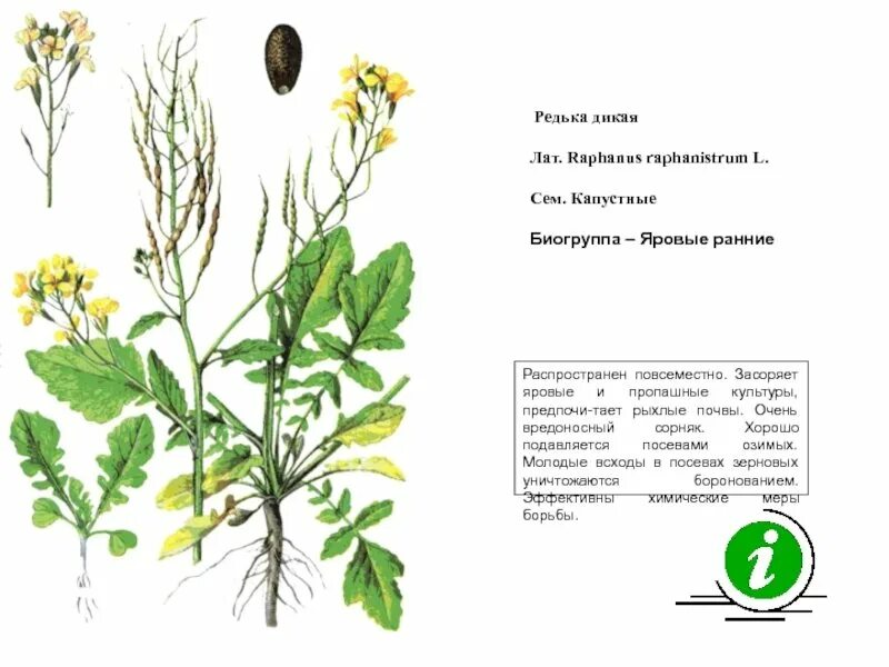 Редька дикая фото и описание Картинки СХЕМАТИЧНЫЙ РИСУНОК РЕДЬКИ ДИКОЙ