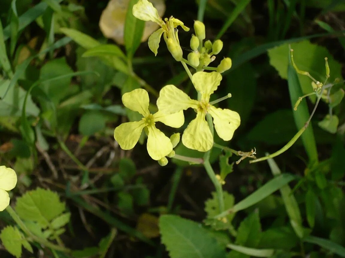 Редька дикая фото и описание Raphanus raphanistrum - Image of an specimen - Plantarium