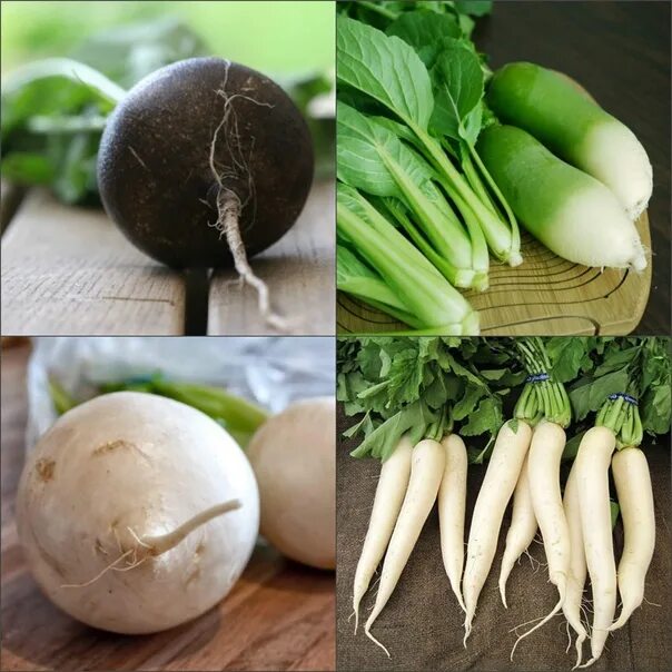 Редька фото овощ What to cook from radish, what it is and what is useful "Catherine, my dear frie