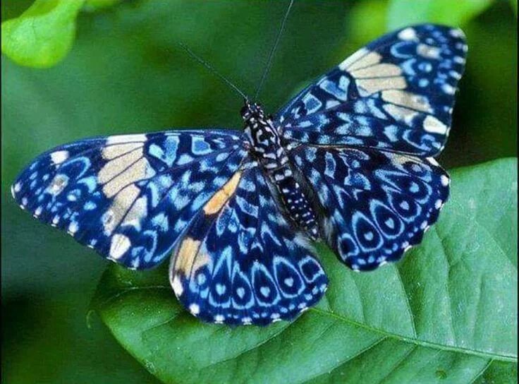 Редкие бабочки фото и названия Pin de Carmen Chiriac em Silent Flight Borboletas, Imagens de borboletas voando,