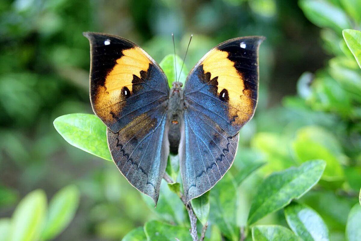 Бабочки - это цветы, которые сорвал ветер OK.RU Butterfly species, Beautiful but