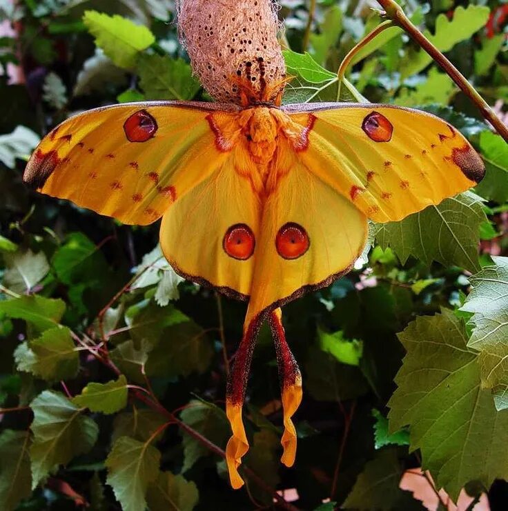 Редкие бабочки мира фото "Inseto- vesgo" / Cross-eyed Planthopper (Dictyopharidae sp.) Schmetterling, Lib