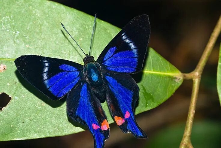 Редкие бабочки мира фото crowned hairstreak blue butterfly Most beautiful butterfly, Beautiful butterflie