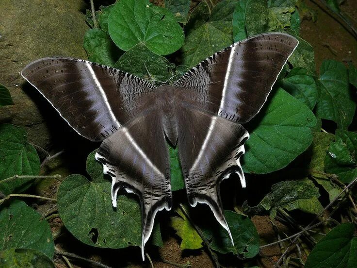 Редкие бабочки мира фото BEAUTY OF WILDLIFE: AGAIN BEAUTIFUL BUTTERFLIES Стрекозы, Бабочки, Крылья бабочк