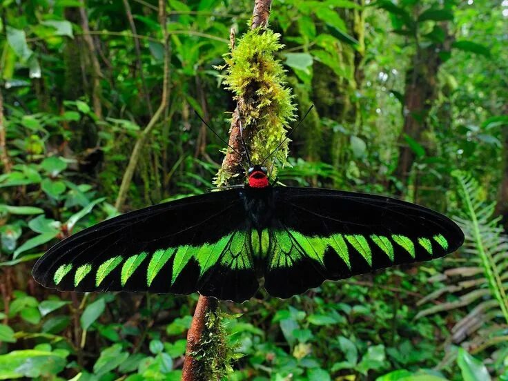 Редкие бабочки мира фото и названия Rajah Brooke's Birdwing (Trogonoptera brookiana) butterfly male in rainforest, C