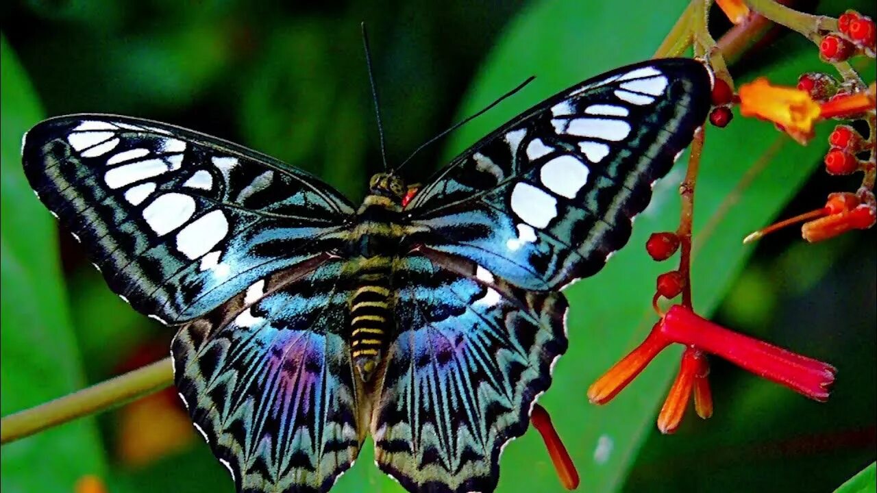 Редкие бабочки мира фото и названия Buncombe Minute - NC Arboretum's World of Butterflies (July 2017) - YouTube