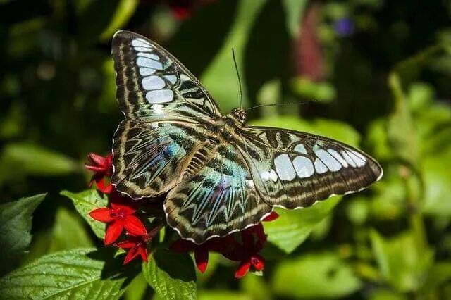 Редкие бабочки мира фото и названия Clipper butterfly from South Asia Most beautiful butterfly, Beautiful butterflie