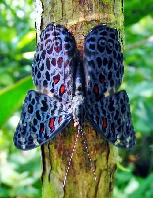 Редкие бабочки мира фото и названия Genus Hamadryas - Amazon, They acquired their common name of Cracker Butterflies