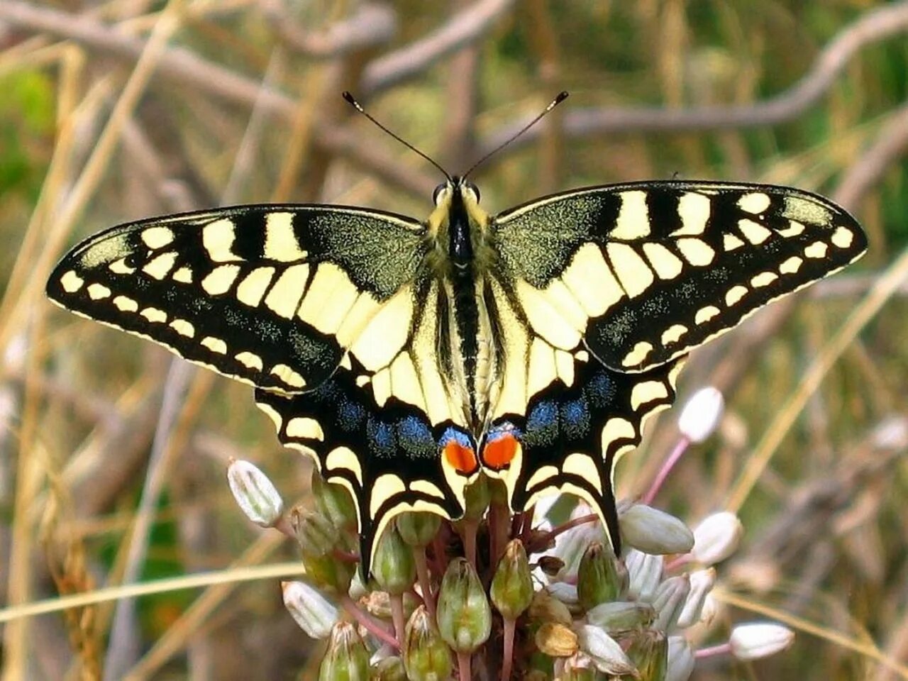 Редкие бабочки россии фото с названиями Фотографии бабочек Butterfly pictures, Butterfly photos, Swallowtail butterfly