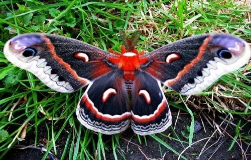 Редкие бабочки россии фото с названиями 7 Stunning North American Lepidoptera - Our Breathing Planet