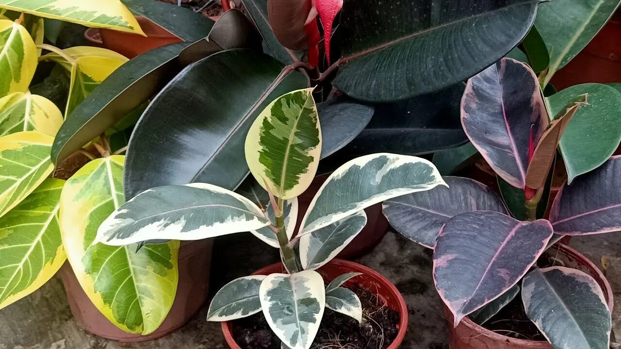 Редкие фикусы разновидности с фото Indoor / Outdoor Rubber Plant / Ficus Elastica Care / Growing Guide - YouTube