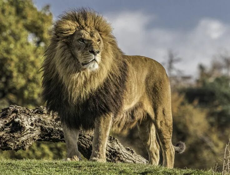 Редкие фото льва PsBattle: A lion in Yorkshire Wildlife Park England United Kingdom Lion pictures