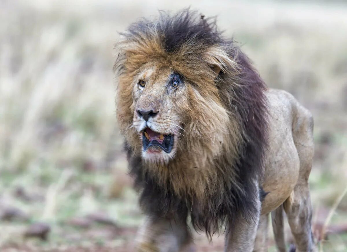 Редкие фото льва The lion was spotted at a country park in Kenya