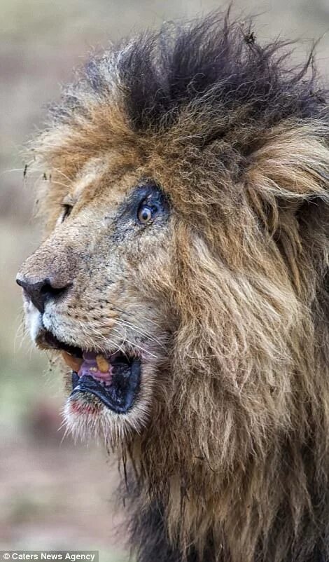 Редкие фото льва Lion is left looking permanently surprised after battle Daily Mail Online