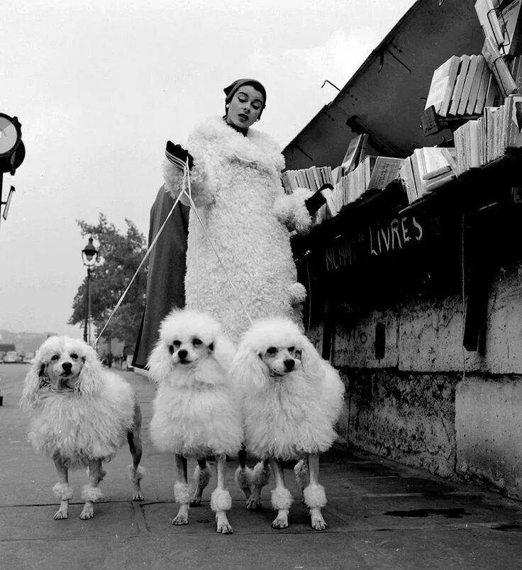 Редкие фото мира FOCAL MUSEUM Vintage poodle, Poodle, Vintage dog