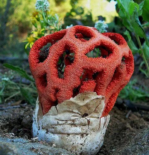 Редкие грибы фото Clathrus ruber 689 Plant fungus, Stuffed mushrooms, Fungi