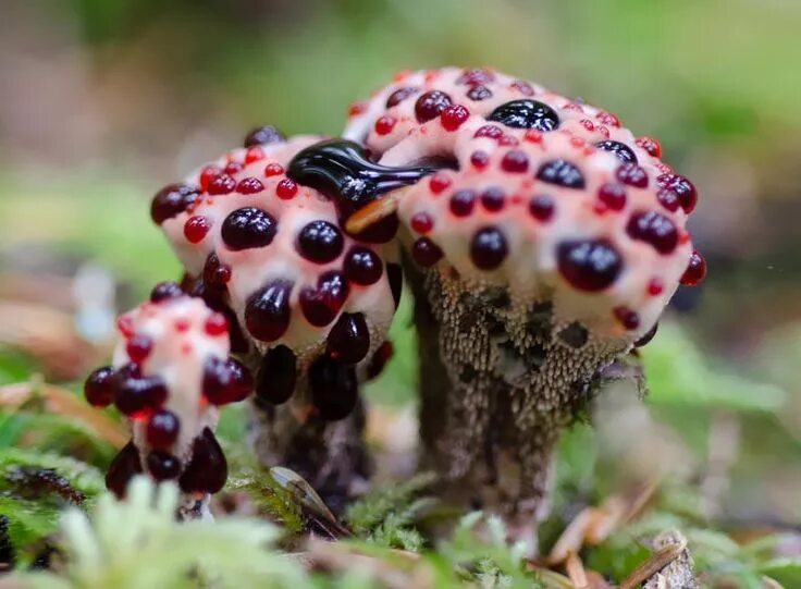 #hongos Stuffed mushrooms, Fungi, Wild mushrooms