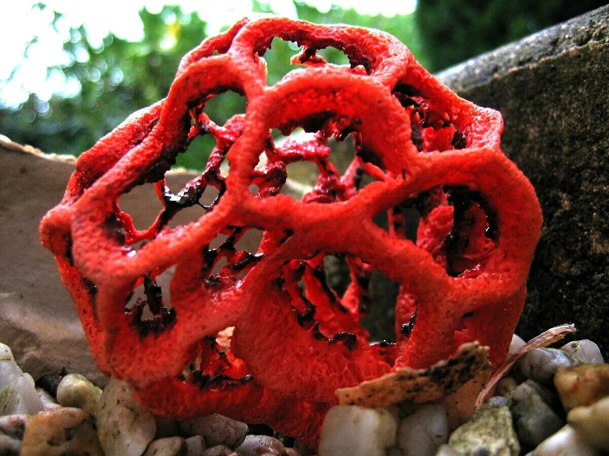 Редкие грибы фото Clathrus - Wikipédia