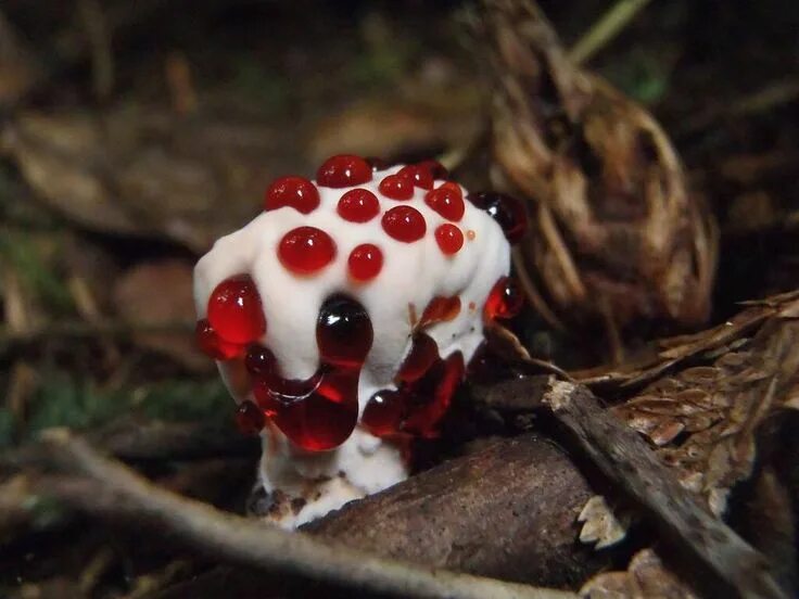 Редкие грибы фото и названия Dangerously beautiful poisonous mushrooms Stuffed mushrooms, Poisonous mushrooms