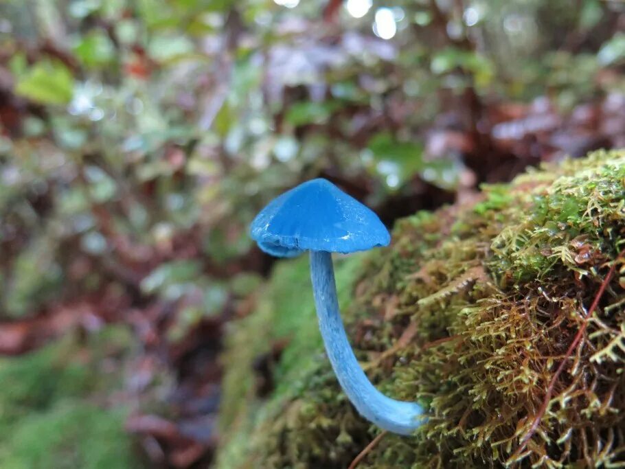 New Wondrous Photos of the World's Beautifully Diverse Fungi Magical mushrooms, 