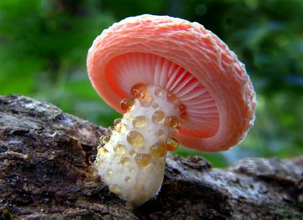 Редкие грибы фото и названия МухАмор, mushroom growers and suppliers, Perm, Pionerskaya Street, 17А - Yandex 