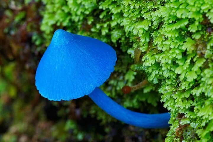 Редкие грибы фото и названия New Wondrous Photos of the World's Beautifully Diverse Fungi Magical mushrooms, 