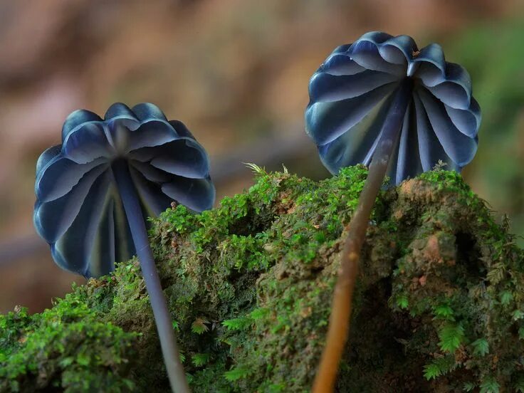 Редкие грибы фото и названия Pin on Fungi